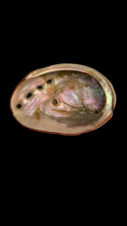 Abalone schelp - S/M/L - Sacred Smudge Bowl