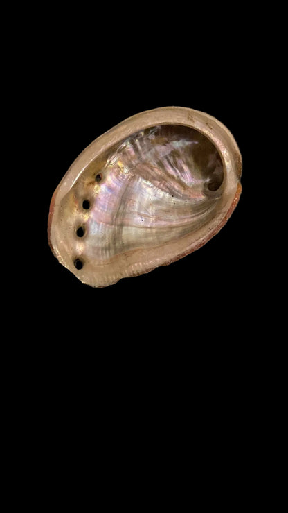 Abalone schelp - S/M/L -  Sacred Smudge Bowl